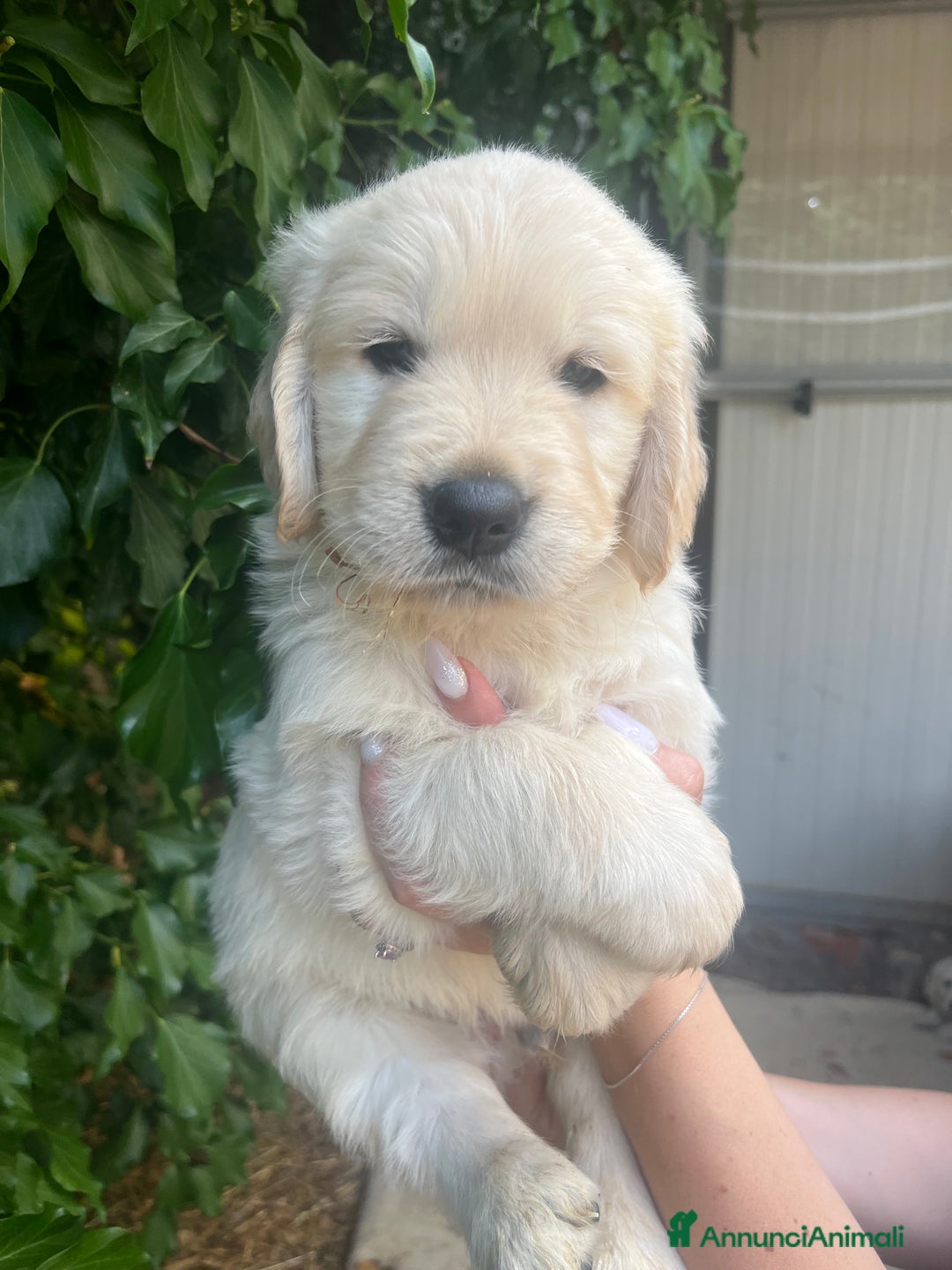 Golden Retriever cani in vendita: Cuccioli di Gold Retriever con pedigree  - Immagine 13