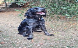 Breton cani in regalo: ETTORE & ACHILLE, fratellini BRETON! a Città Metropolitana di Firenze - Immagine 6