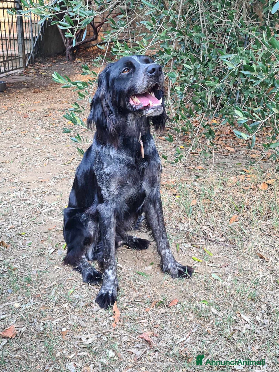 Breton cani in regalo: ETTORE & ACHILLE, fratellini BRETON! a Città Metropolitana di Firenze - Immagine 6