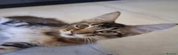 Maine Coon gatti in vendita: Maine Coon con Pedigree - Annuncio 4