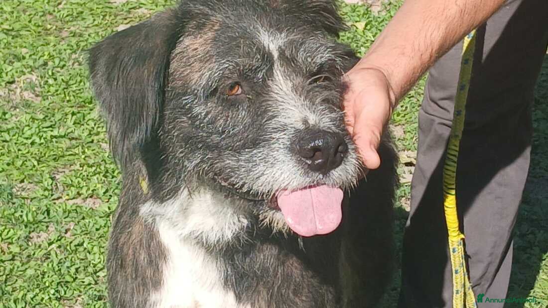 Meticcio cani SASHA ENNESIMA RINUNCIA DI PROPRIETA', IN ADOZIONE - Annuncio 6