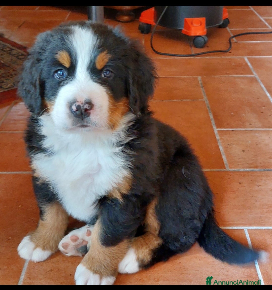 Bovaro del Bernese cani in vendita: Cuccioli di bovaro del bernese a Provincia della Spezia - Immagine 4