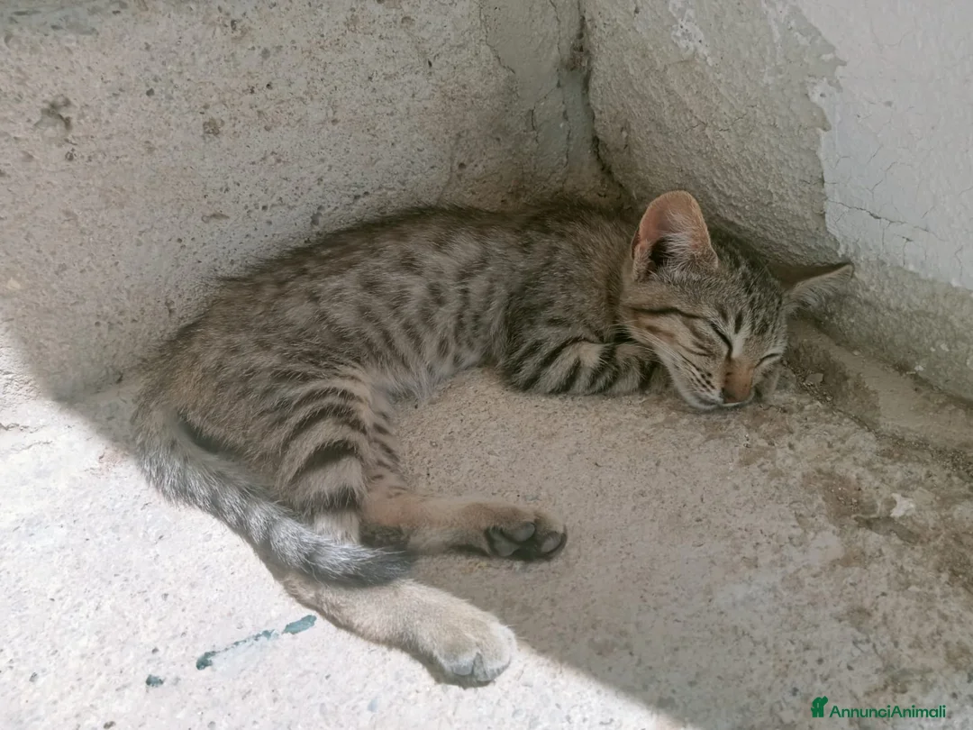 Meticcio gatti in regalo: Gattini in adozione a Provincia di Cosenza - Annuncio 5