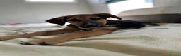 Meticcio cani in regalo: MERAVIGLIE CERCANO CASA - Annuncio 9