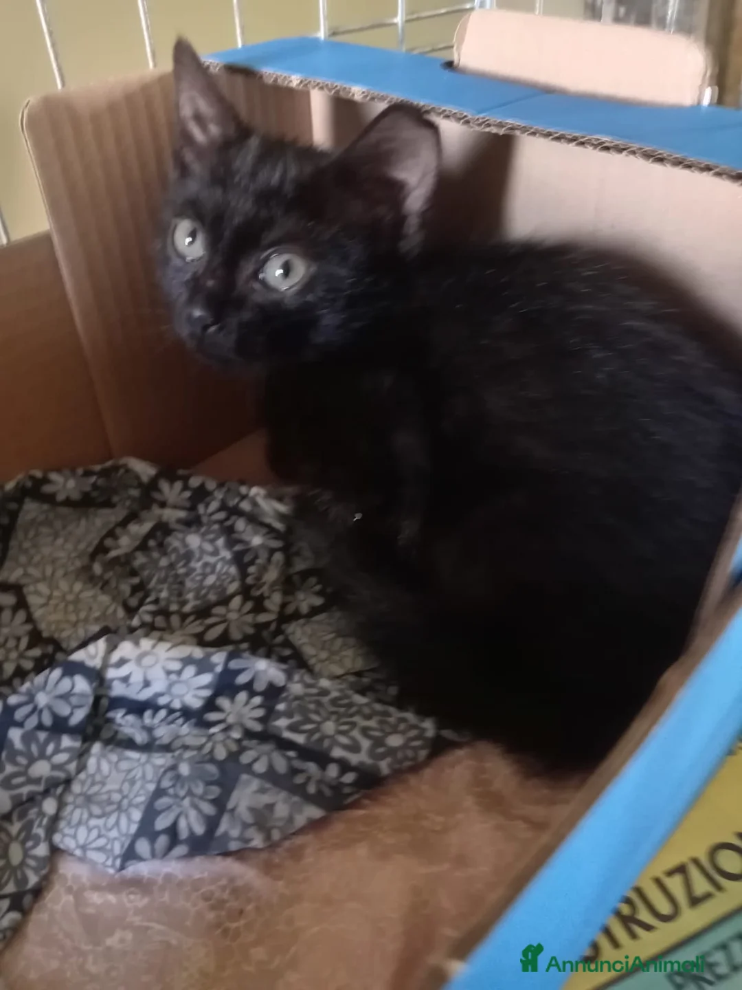 Europeo gatti in regalo: gattino 2 mesi cerca casa❤️❤️ - Annuncio 2