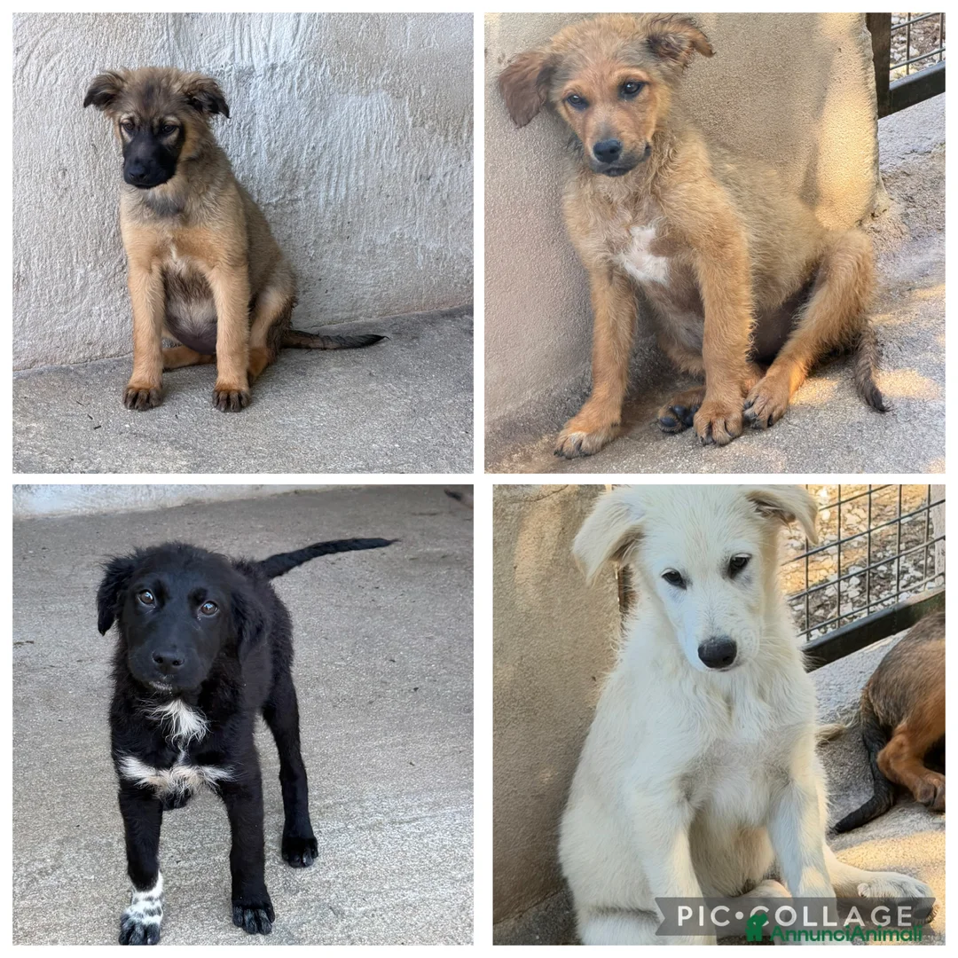 Meticcio cani in regalo: Sofia a Città Metropolitana di Bologna - Annuncio 2