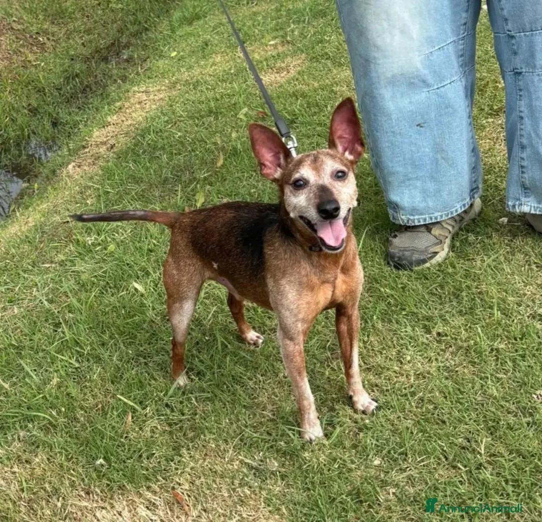 Meticcio cani in regalo: Billo simil pinscher cerca casa - in adozione - Annuncio 7
