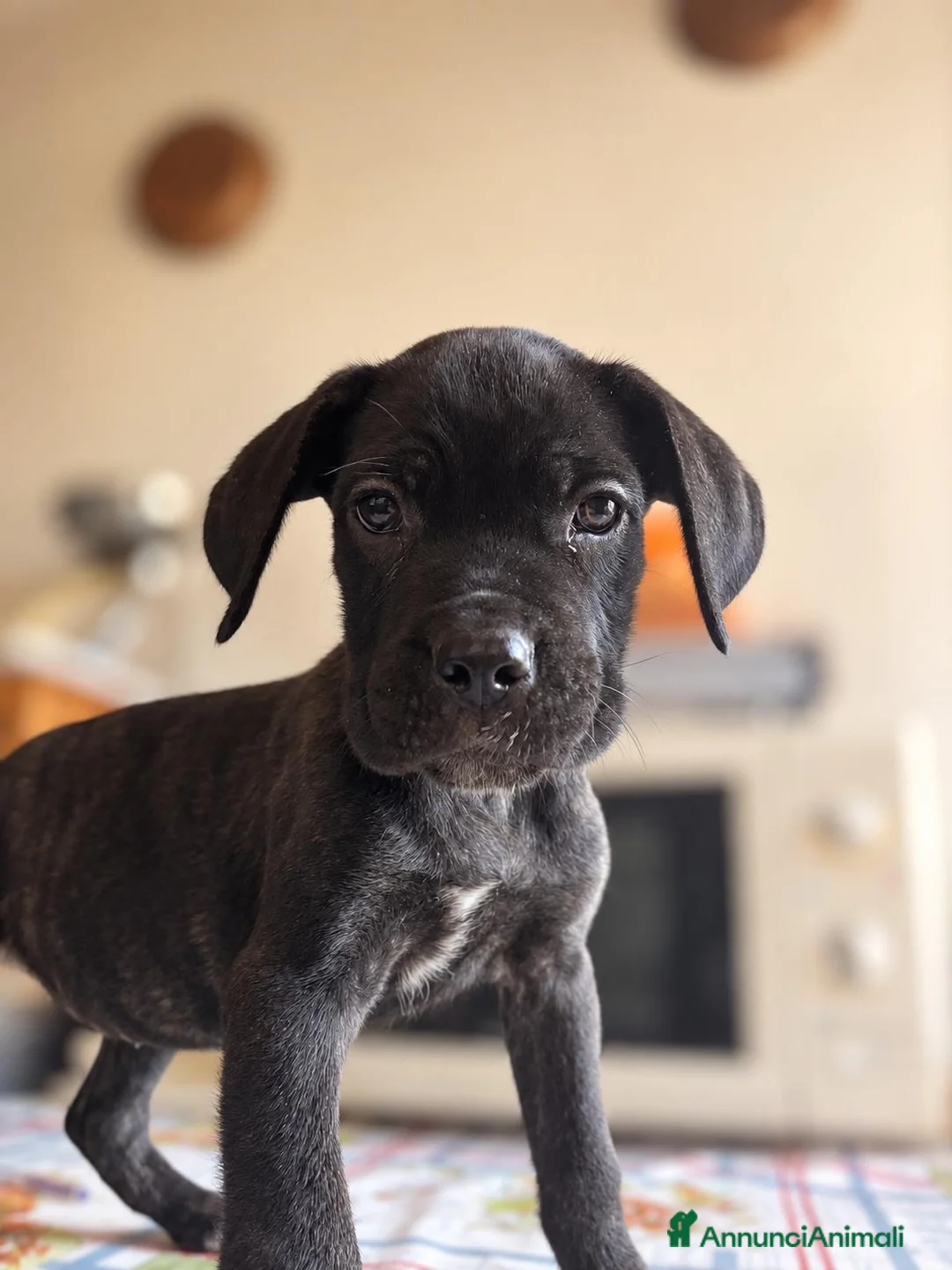 Cane Corso cani in vendita: Cucciola corso femmina a Città Metropolitana di Torino - Annuncio 1
