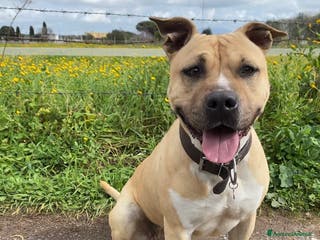 American Staffordshire cani Amstaff femmina sterilizzata - Annuncio 2