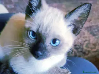 Siamese gatti Gattini Siamesi seal point - Annuncio 1