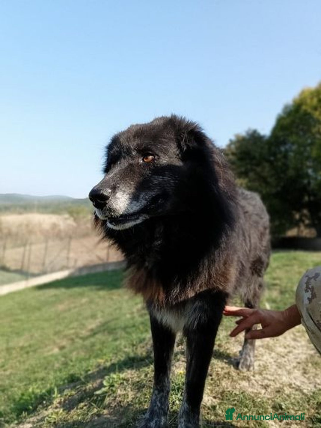 Meticcio cani in regalo: LUPO un amico fedele! - Annuncio 4