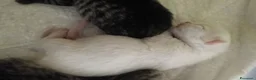 Persiano gatti in vendita: CUCCIOLI TABBY - CHICHILLA' SILVER e WHITE - Annuncio 9