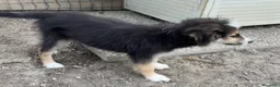 Australian Shepherd cani in vendita: Cucciolo pastore aistraliano - Annuncio 6