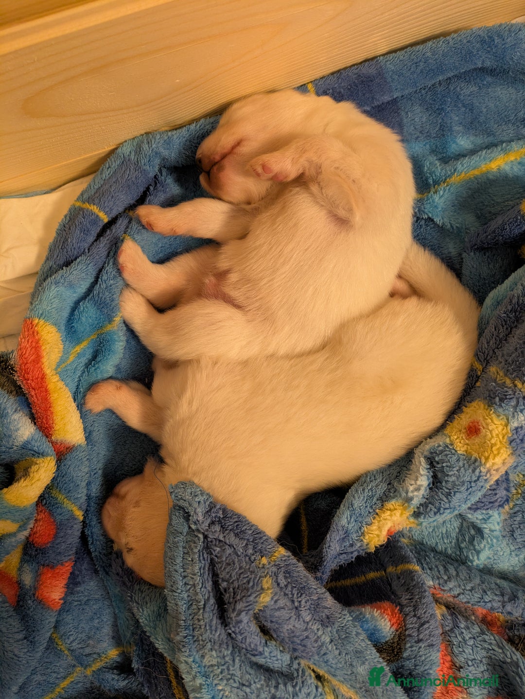 Samoiedo cani in vendita: Cuccioli di Samoiedo - Annuncio 14