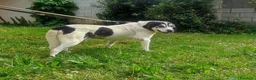 Meticcio cani in regalo: VALERIO DOLCE NONNINO - Annuncio 7