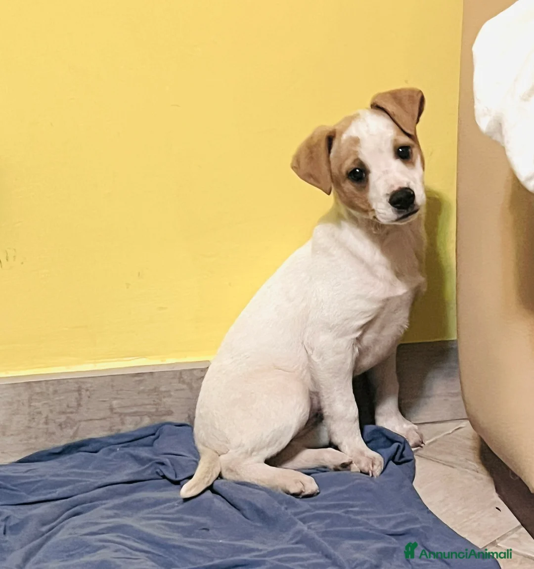 Meticcio cani in regalo: Cucciola 2 mesi e 1/2 tg contenuta. - Annuncio 3