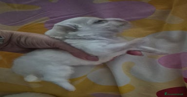 Maltese cani a Provincia di Padova - Annuncio 16