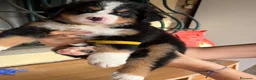 Bovaro del Bernese cani in vendita: Cuccioli di Bovaro del Bernese a Provincia di Viterbo - Annuncio 9