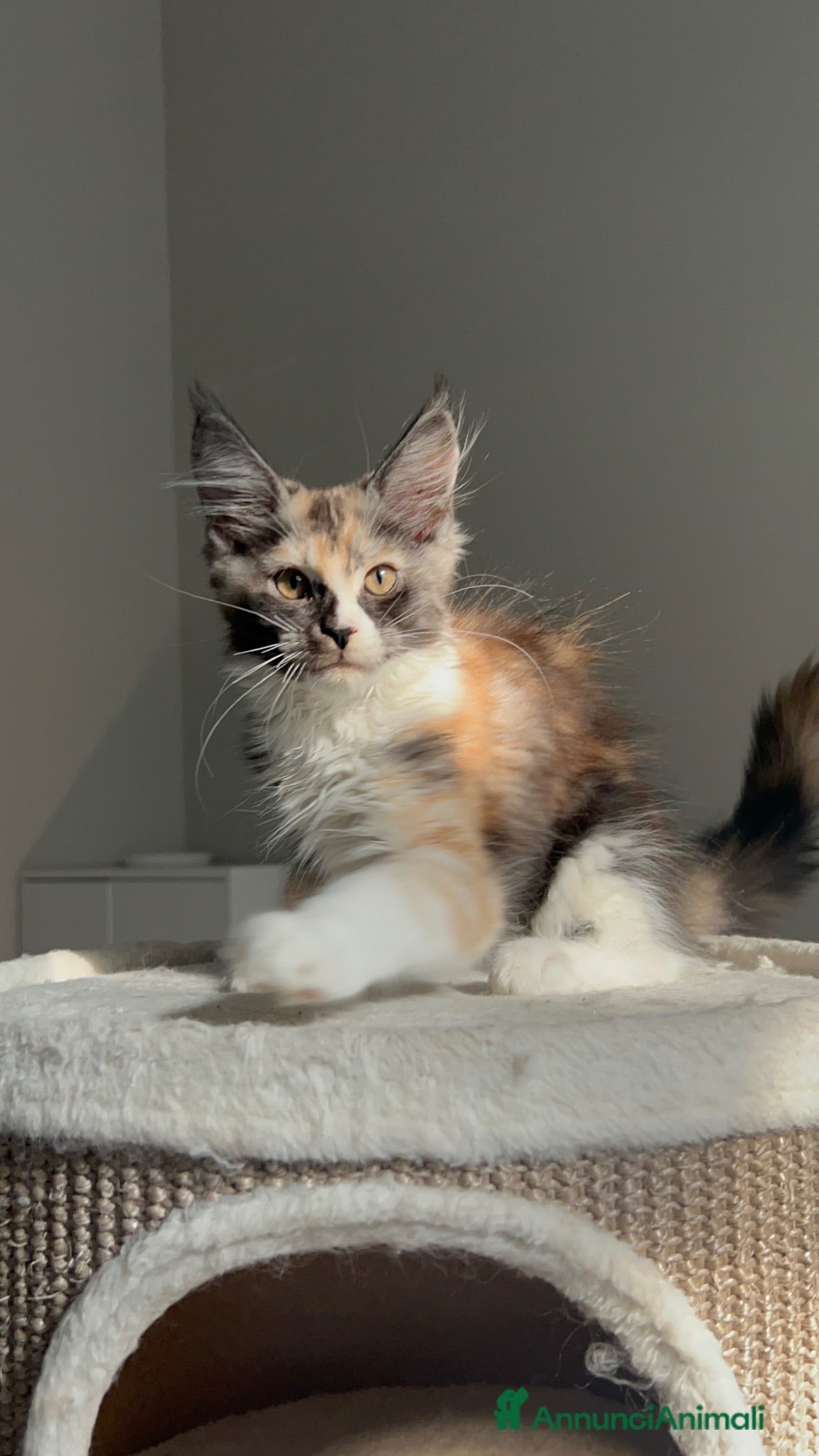 Maine Coon gatti Maine coon con pedigree  - Annuncio 6