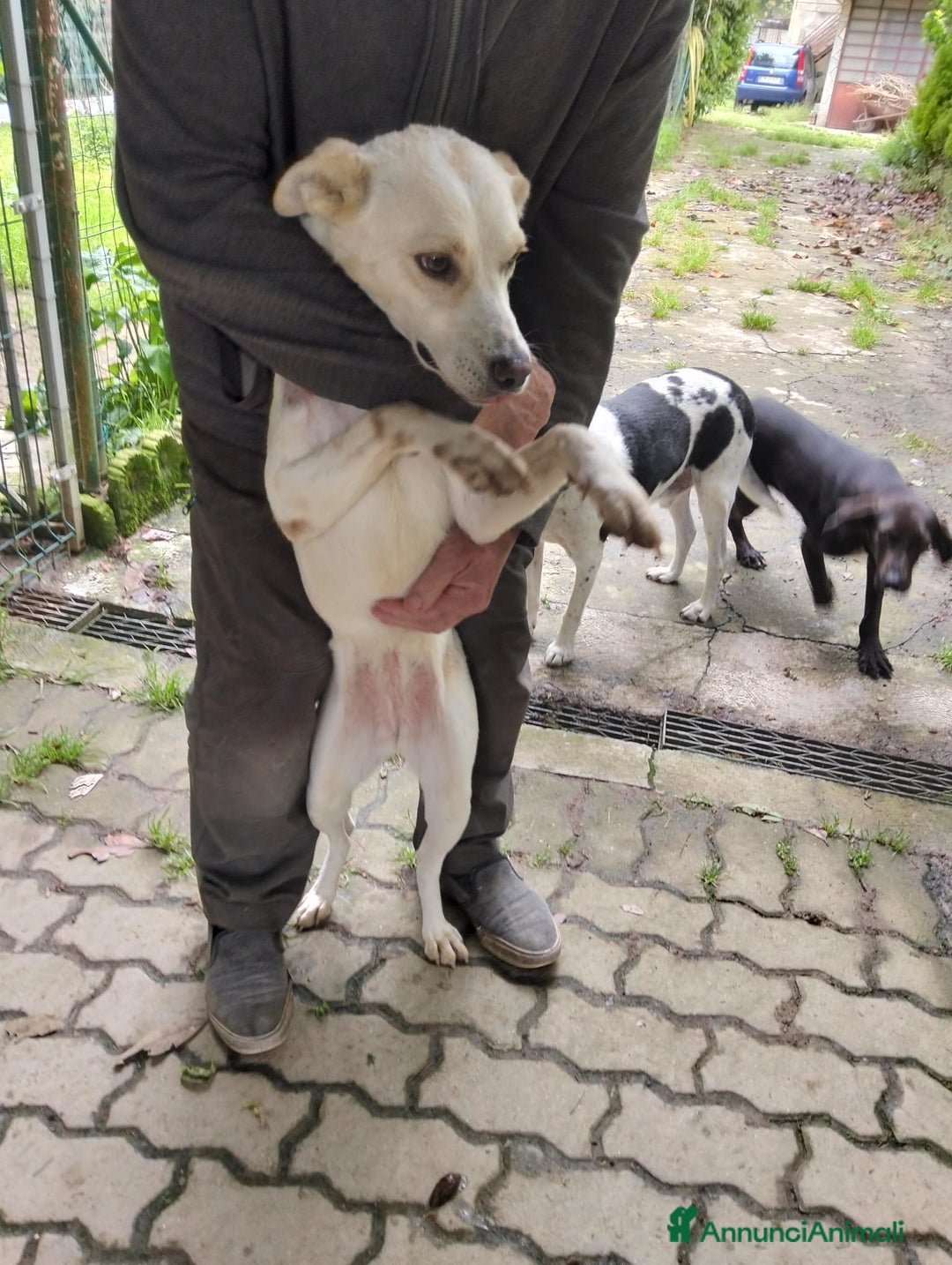 Meticcio cani in regalo: ALICE  a Città Metropolitana di Torino - Immagine 12