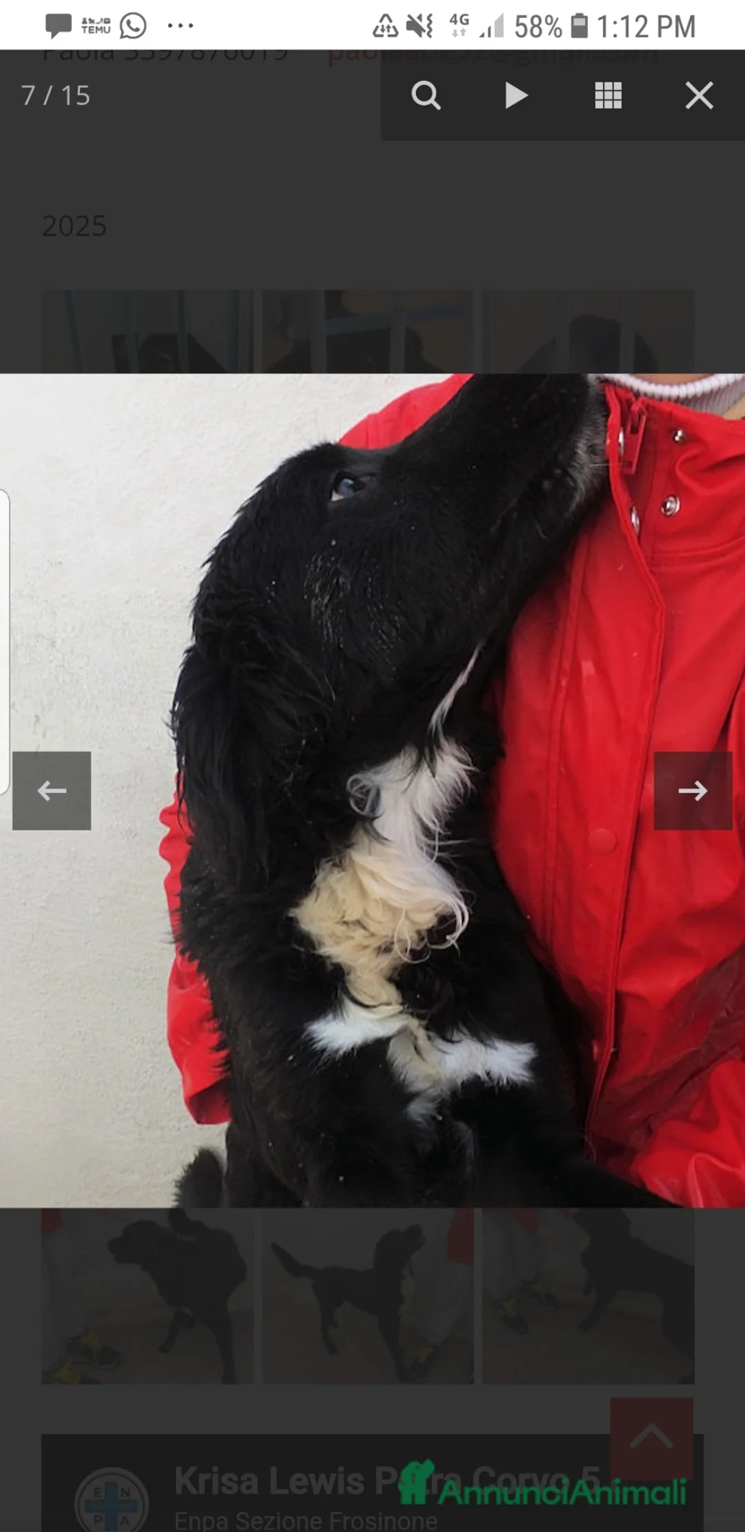 Cocker cani in regalo: ADOZ.DEL💔:x3anni in casa…abbandonato ora, umano a Città metropolitana di Milano - Annuncio 2