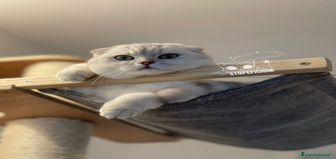 Immagine della galleria {{count}}