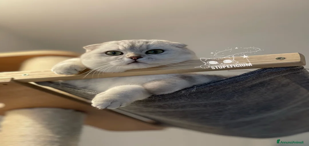 Immagine della galleria {{count}}