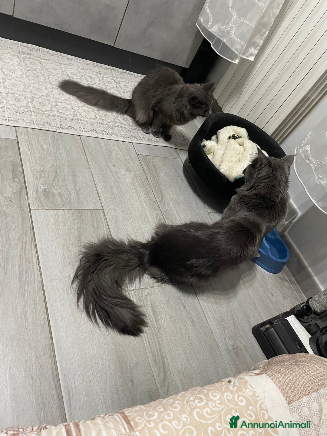 Maine Coon gatti in vendita: Mainecoon - Annuncio 14