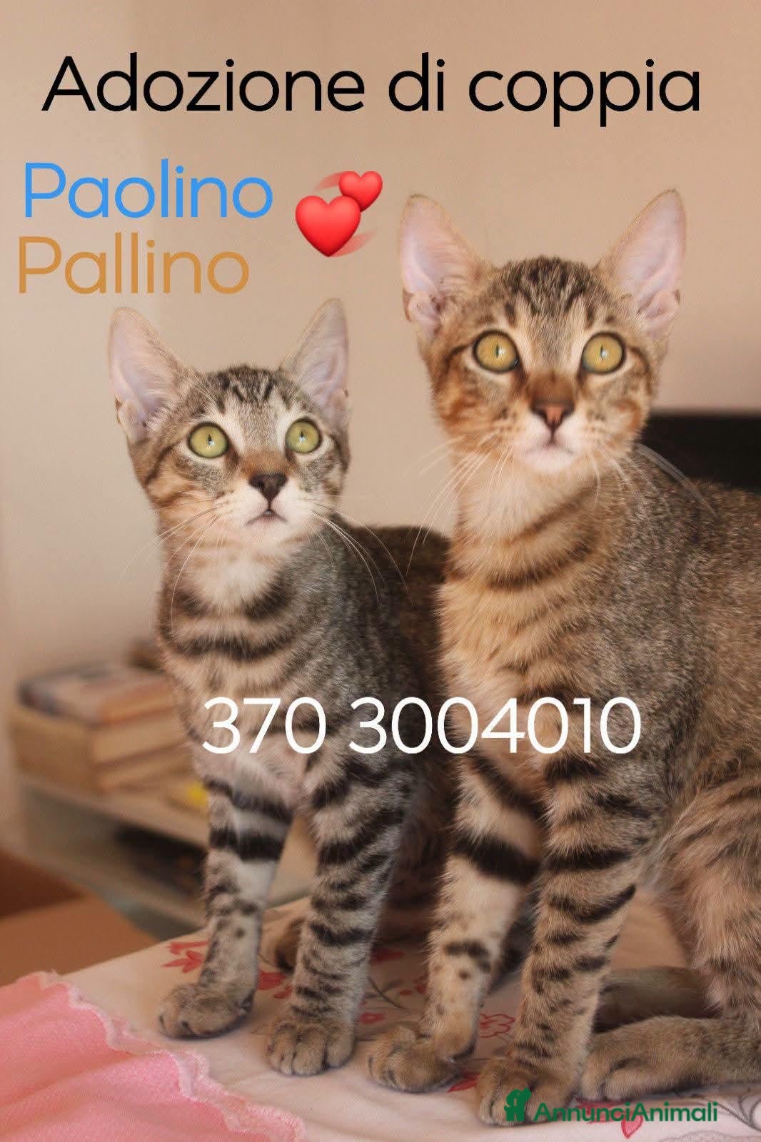 Europeo gatti STUPENDI PAOLINO E PALLINO STUPENDI GATTINI - Annuncio 8