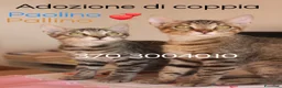 Europeo gatti in regalo: STUPENDI PAOLINO E PALLINO STUPENDI GATTINI a Città Metropolitana di Torino - Annuncio 1