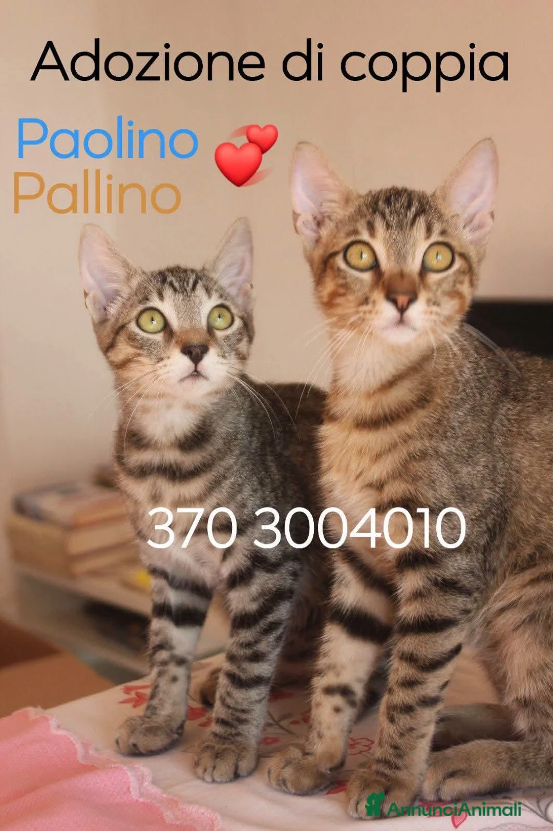 Europeo gatti in regalo: STUPENDI PAOLINO E PALLINO STUPENDI GATTINI a Città Metropolitana di Torino - Annuncio 1