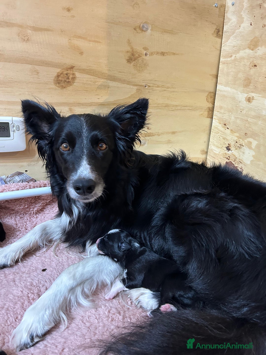 Border Collie cani in vendita: Cuccioli di Border Collie - Annuncio 5