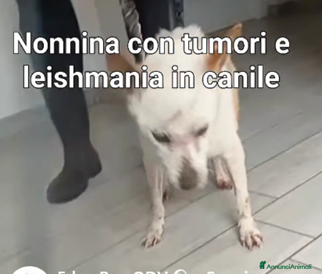 Meticcio cani in regalo: ADOZ.DE💔:anziana cn tumori e dermat.no canile!!!! - Annuncio 2