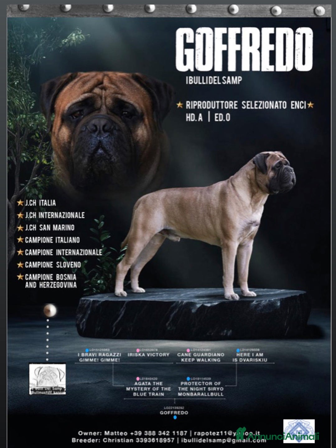 Bullmastiff cani per accoppiamento: Stallone disponibile - Annuncio 1