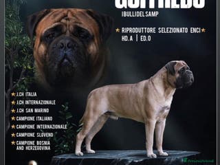 Bullmastiff cani per accoppiamento: Stallone disponibile - Annuncio 2