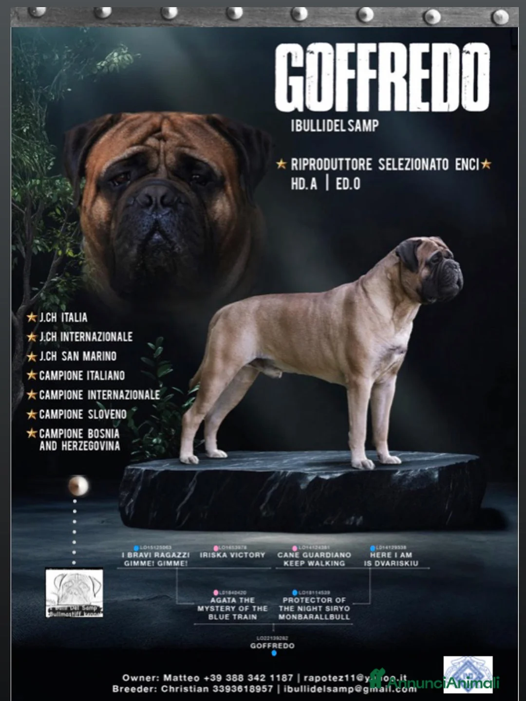 Bullmastiff cani per accoppiamento: Stallone disponibile - Annuncio 1