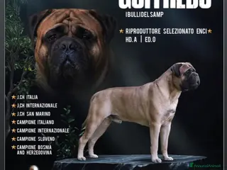 Bullmastiff cani Stallone disponibile - Annuncio 31