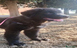 Meticcio cani in regalo: Baloo in adozione a Provincia di Taranto - Immagine 6