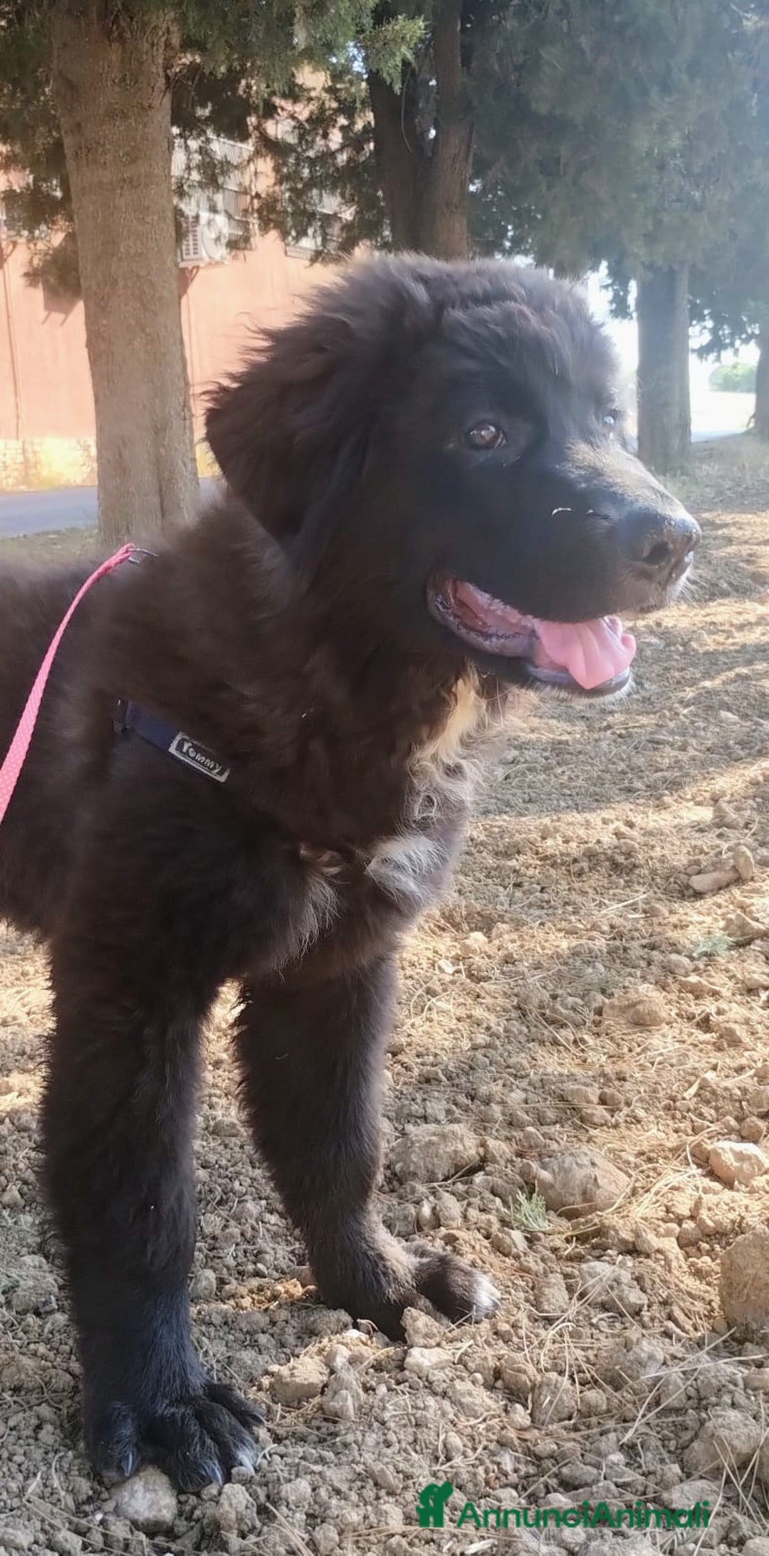 Meticcio cani in regalo: Baloo in adozione a Provincia di Taranto - Immagine 6