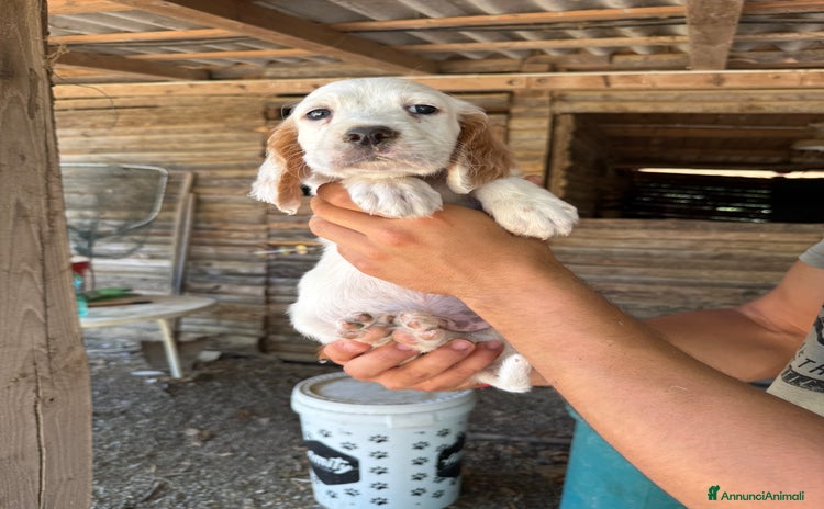 Setter Inglese cani a Provincia di Siena - Annuncio 1