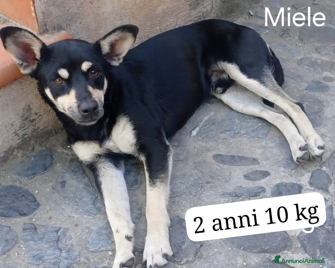 Meticcio cani in regalo: Una casa e tanto amore per Miele e Neve - Annuncio 2