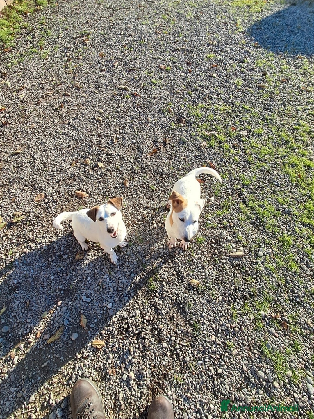 Jack Russell cani in vendita: DUE JACK RUSSELL CERCANO CASA💙💜 - Annuncio 7