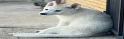 Husky cani in vendita: Siberian Husky - Annuncio 4