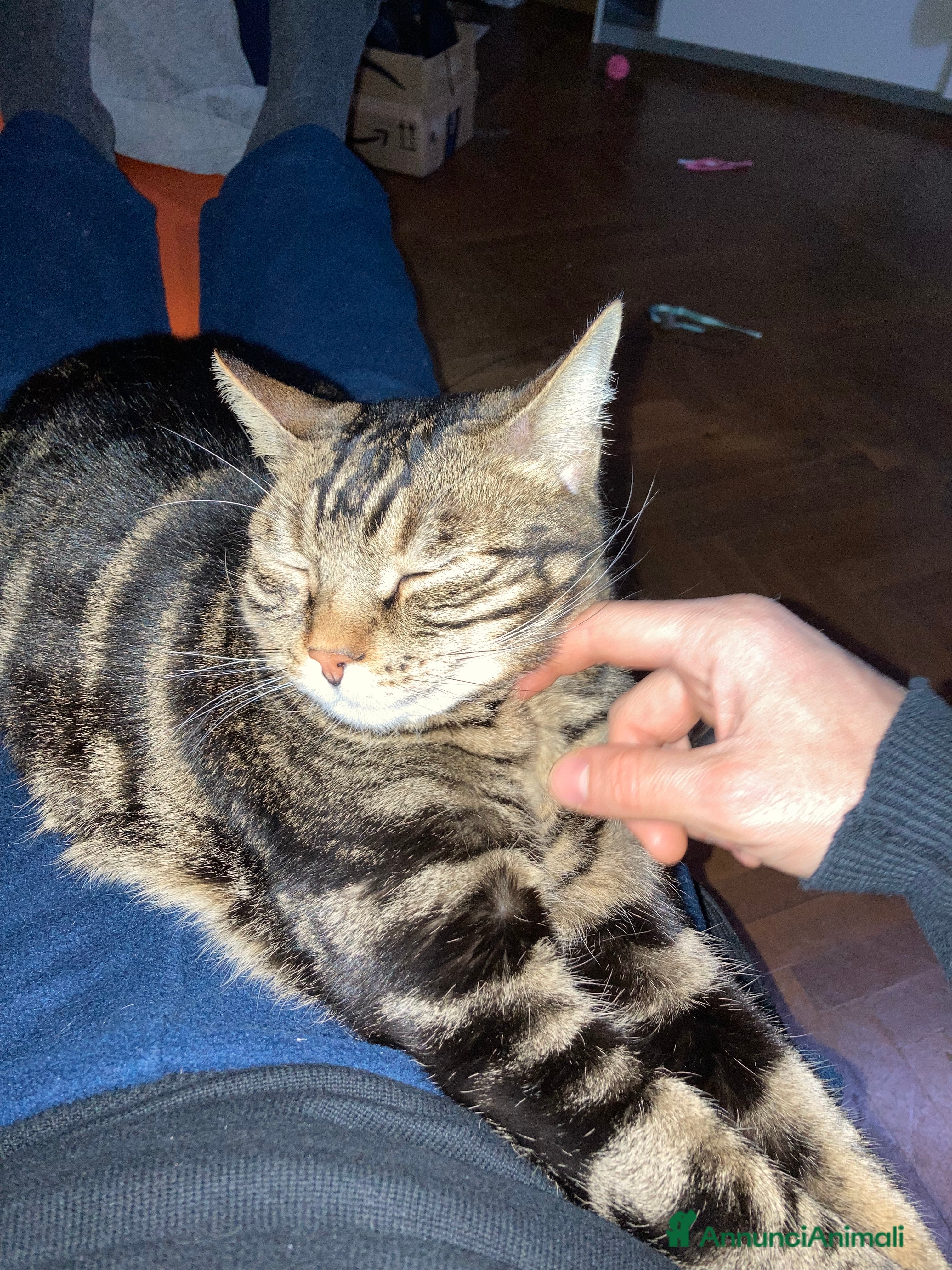 Europeo gatti Gatto maschio adulto (sterilizzato) - Annuncio 16