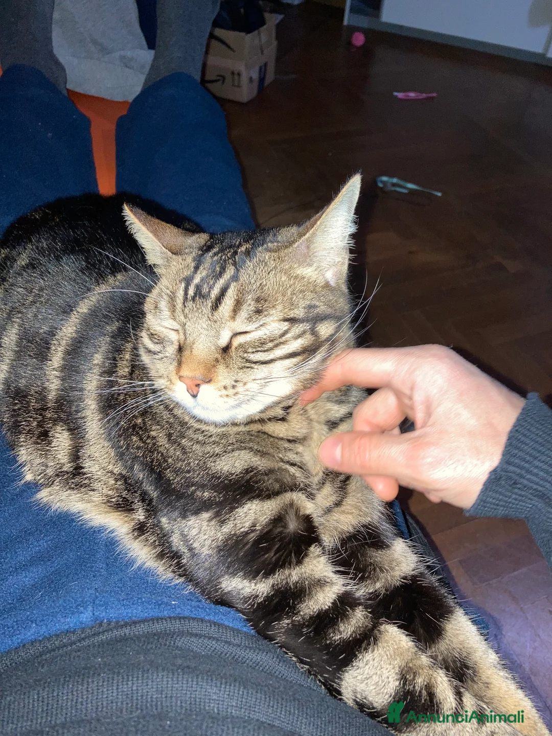 Europeo gatti in regalo: Gatto maschio adulto (sterilizzato) - Annuncio 12