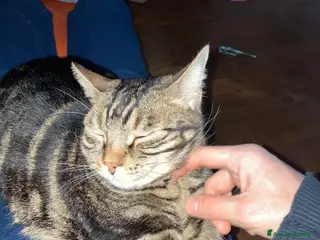 Europeo gatti Gatto maschio adulto (sterilizzato) - Annuncio 23