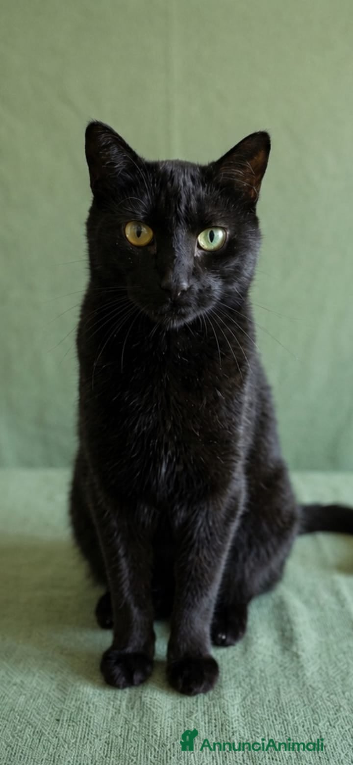 Europeo gatti Giovane gatto nero cerca casa - Annuncio 20
