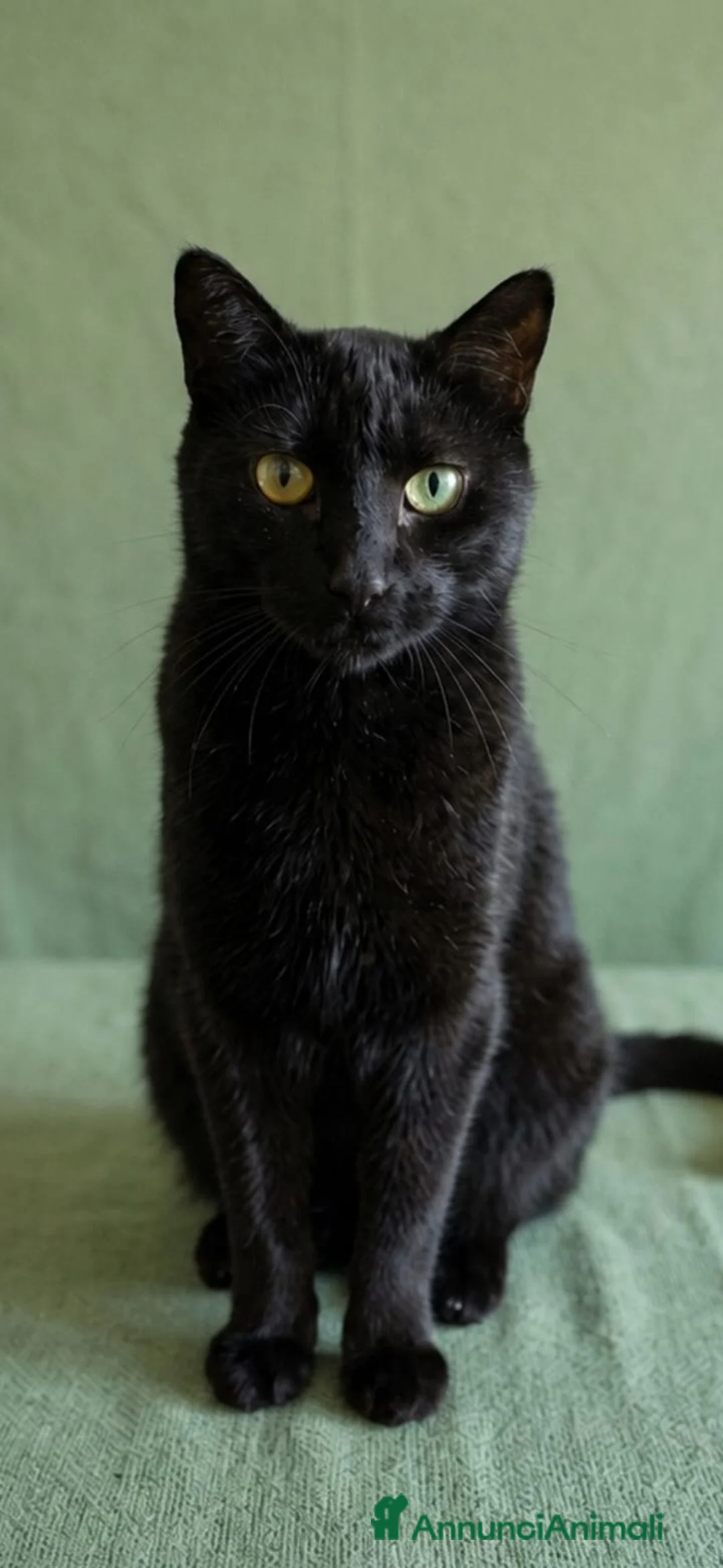 Europeo gatti in regalo: Giovane gatto nero cerca casa - Annuncio 1