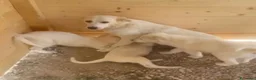 Meticcio cani in regalo: Sole ❤️ - Annuncio 2
