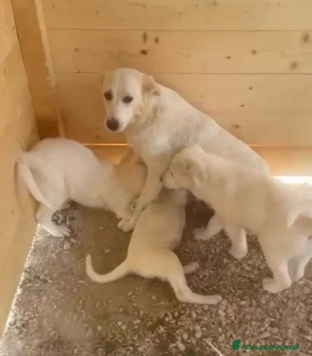 Meticcio cani in regalo: Sole ❤️ - Annuncio 2